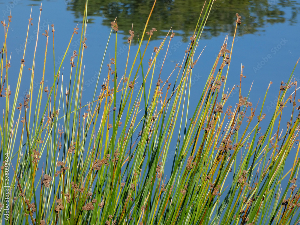 Reeds on the shore of a lake Reeds on the shore of a lake