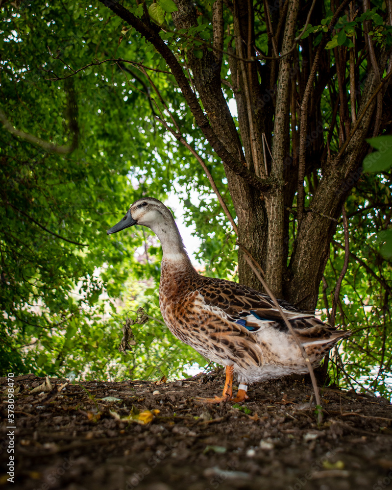 Duck in the park Duck in the park