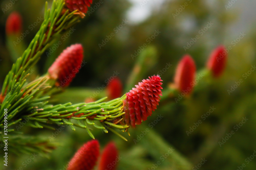 Ukrainian Carpathian Mountains. Nature photography. Macro. Red cone with raindrops Ukrainian Carpathian Mountains. Nature photography. Macro. Red cone with raindrops