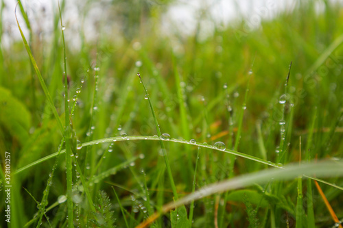 Ukrainian Carpathian Mountains. Nature photography. Macro plants. Flora of Ukraine. Forest after the rain