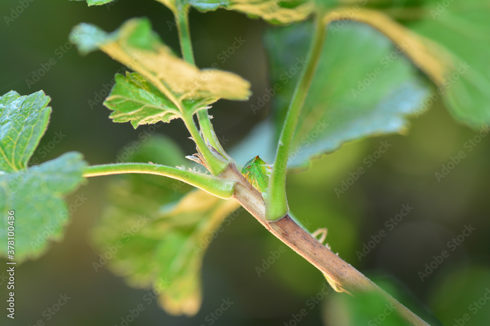 Green  Cicada  -   Buffalo treehopper  (  Stictocephala bisonia  )  on plant