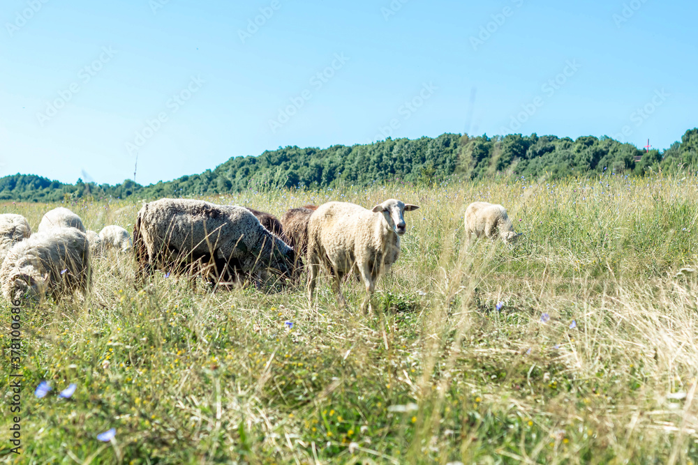 Sheep grazing in a grass field. Countryside landscape.