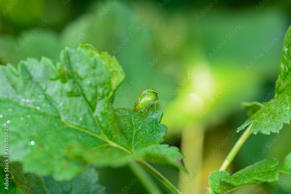 Green Cicada - Buffalo treehopper ( Stictocephala bisonia ) in green nature Green Cicada - Buffalo treehopper ( Stictocephala bisonia ) in green nature