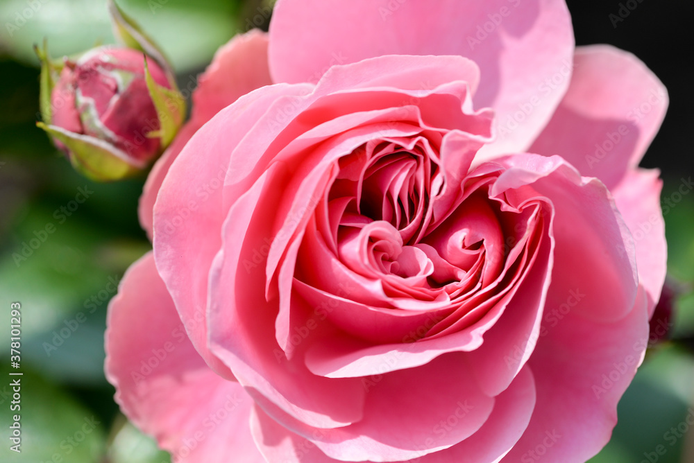 Fototapeta premium pink rose close up