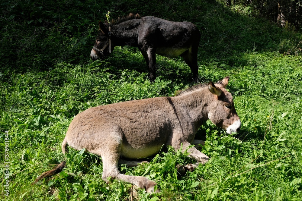 Fototapeta premium Ânes dans un champ en été