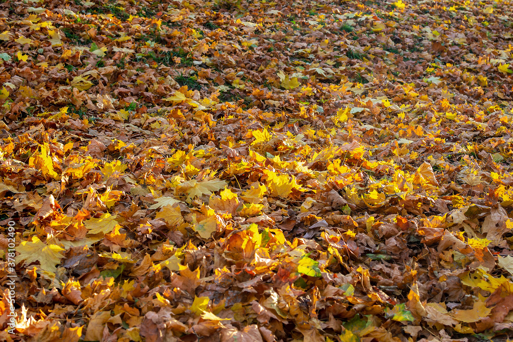 Autumn carpet of dry maple leaves illuminated by the sun. Leaf fall time. Selective focus. Autumn carpet of dry maple leaves illuminated by the sun. Leaf fall time. Selective focus.