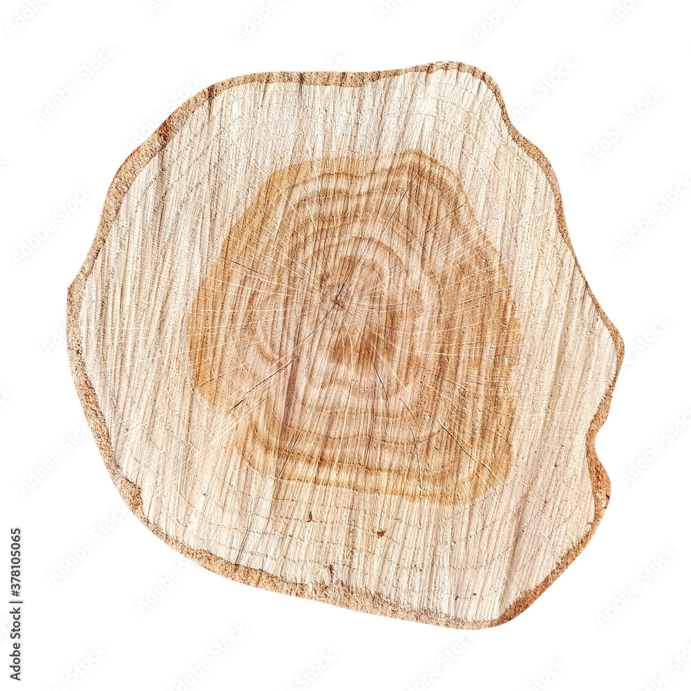 smooth cross section brown tree stump slice with age rings cut fresh from the fores isolated on white background smooth cross section brown tree stump slice with age rings cut fresh from the fores isolated on white background