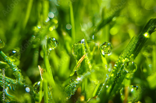 Macro drops of dew on green grass. Morning condensation on lawn. Closeup wet meadow