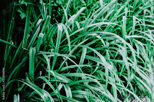Green tropical plant close-up. Abstract natural floral background Selective f...