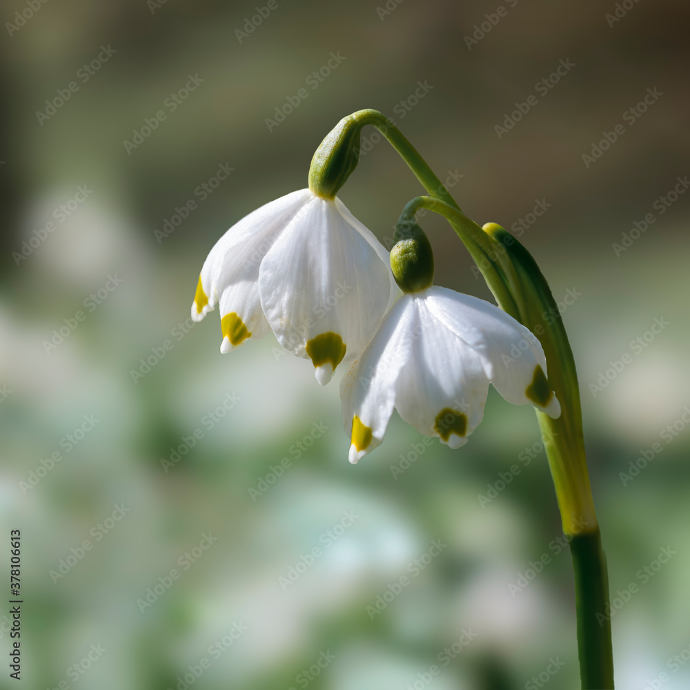 a soft flower blossom in a nature garden