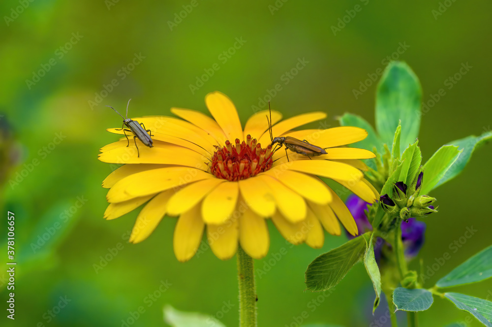 a soft flower blossom in a nature garden a soft flower blossom in a nature garden