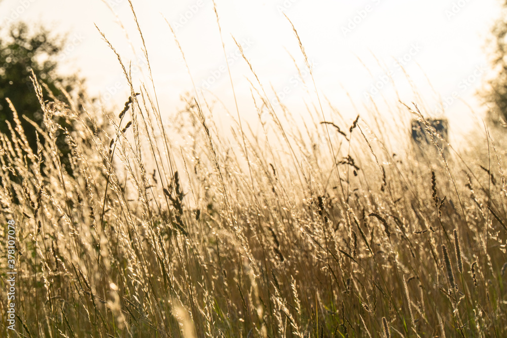 Nature yellow golden wheat grass grain cereal agriculture  field plant farm crop in summer sun sunset harvest
