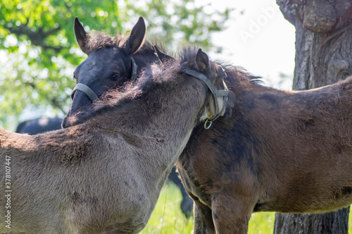 Tablou pe pânză Dark old kladruby horses on pasture on meadow with trees, young baby animal with