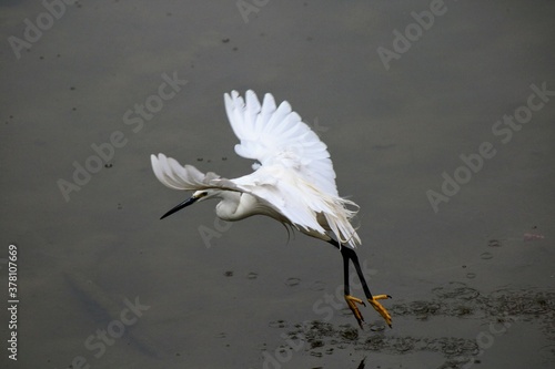 Garza en el Río Guadiana a su paso por Mérida photo