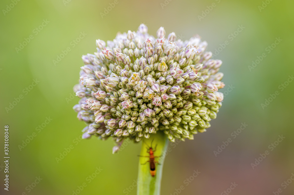 a soft flower blossom in a nature garden a soft flower blossom in a nature garden