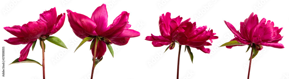 red peony flower isolated on white background. set, collection red peony flower isolated on white background. set, collection