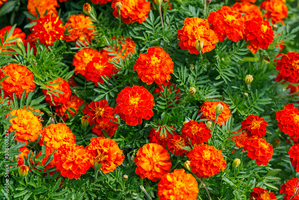 Autumn floral pattern, concept of seasons, garden background with bright colorful red orange blooming flowers Tagetes marigolds and green foliage