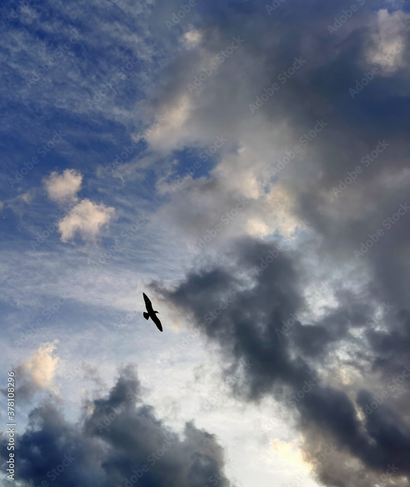 silhouette of a flying seagull against the clear sky and alarming storm clouds