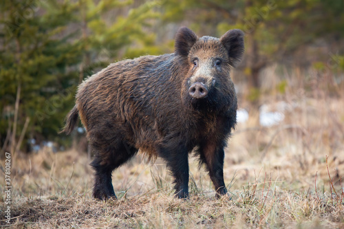 Wild boar, sus scrofa, standing on meadow in wintertime nature. Brown swine observing from glade with dry grass from side view. Hairy omnivore with dark fur sniffing in wilderness.