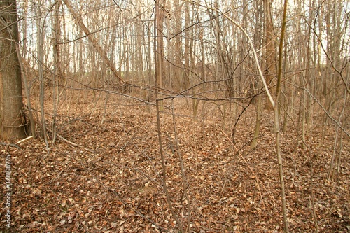 Fototapeta Naklejka Na Ścianę i Meble -  Cmentarz żydowski w Jarosławiu, Krzyże, Groby, Cmentarz, Las, Nagrobki,