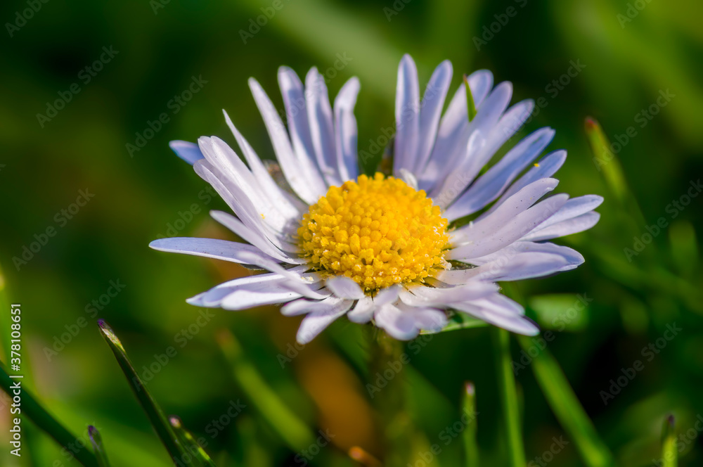 a soft flower blossom in a nature garden a soft flower blossom in a nature garden