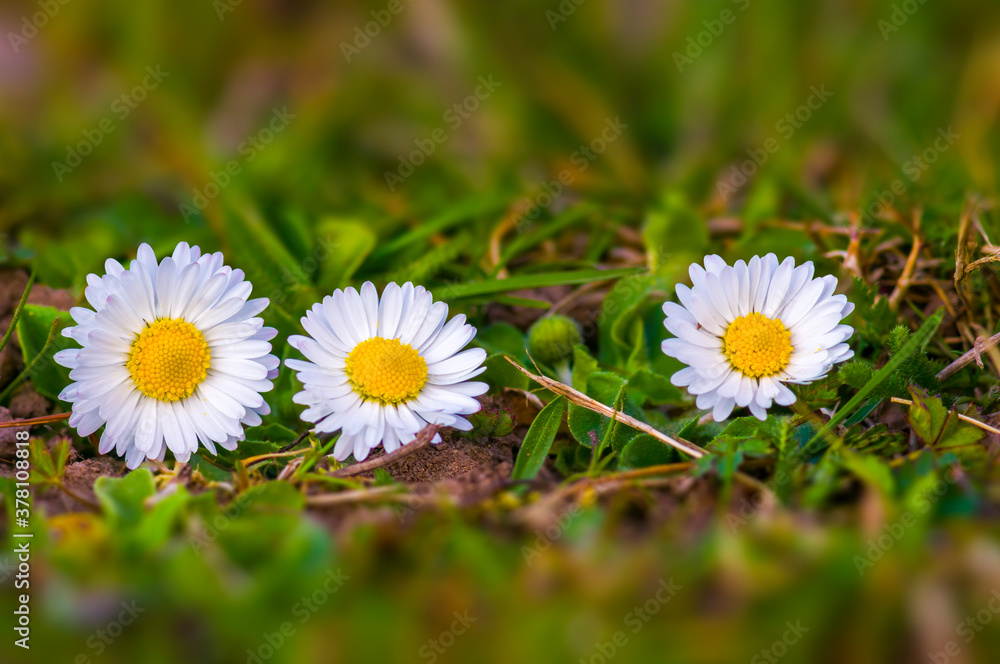 a soft flower blossom in a nature garden a soft flower blossom in a nature garden