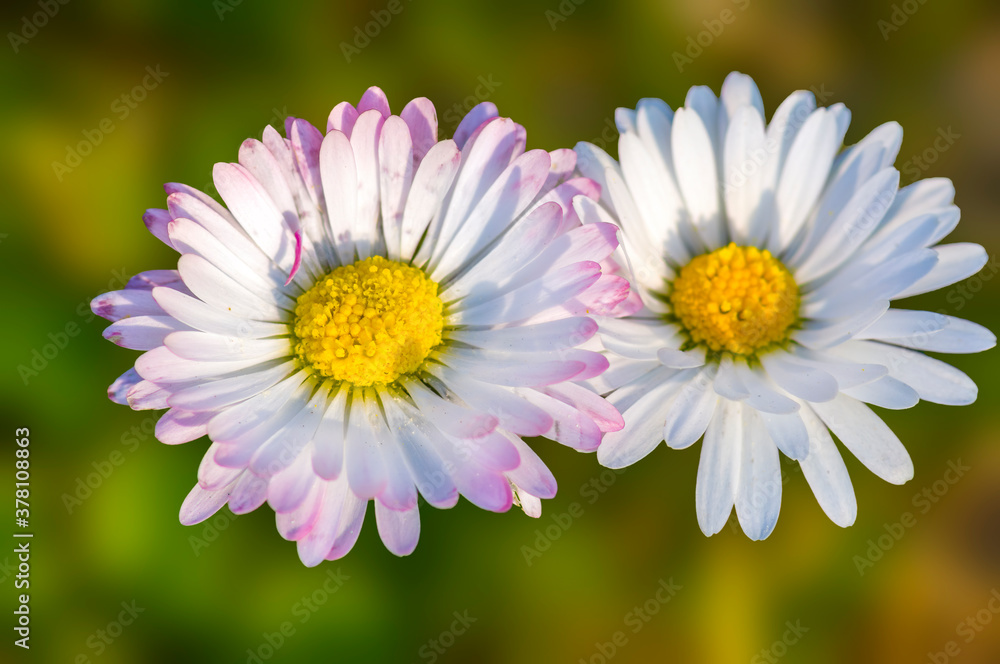 a soft flower blossom in a nature garden a soft flower blossom in a nature garden