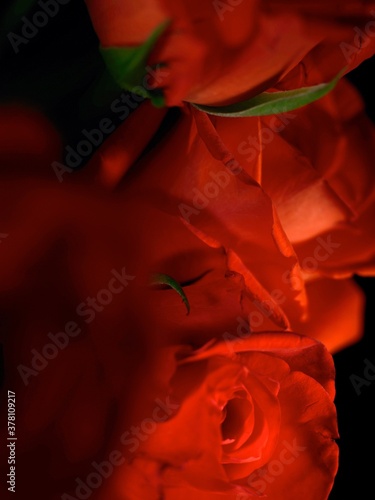 Red rose Flower