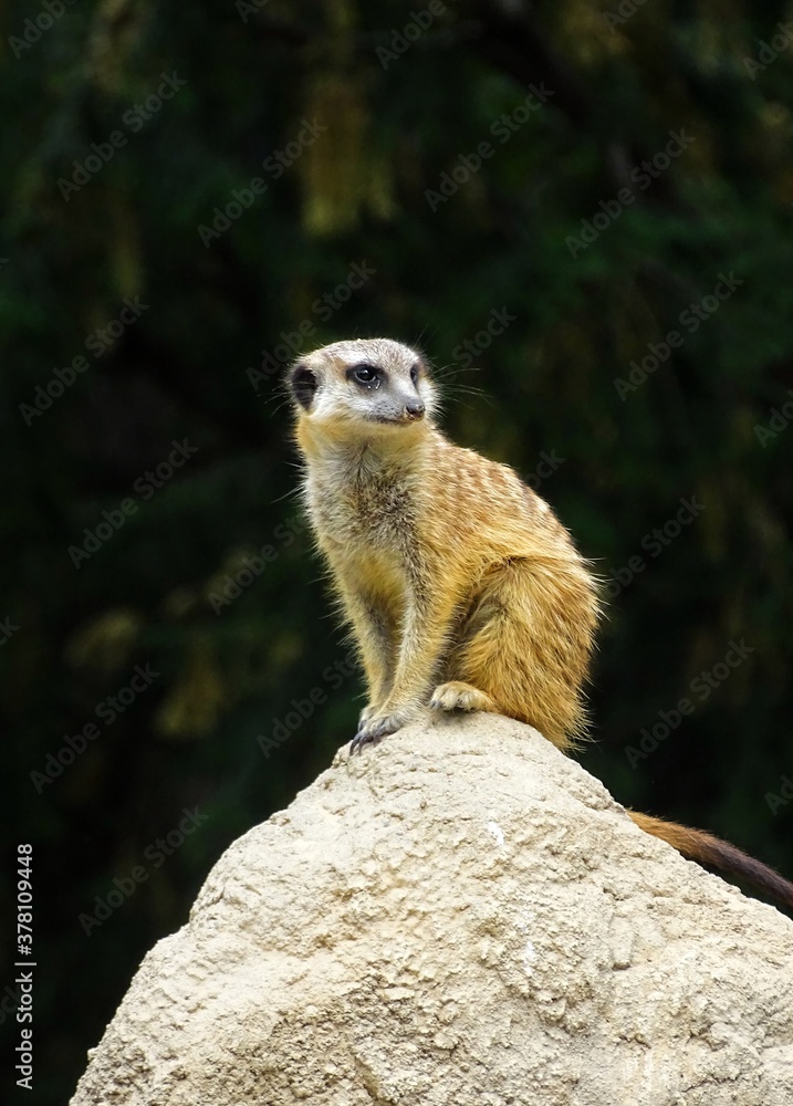 Fototapeta premium meerkat on guard
