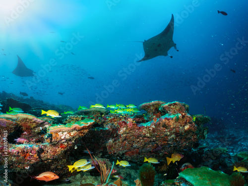 A colorful underwater reef in the Maldives islands with yellow snapper fish and Manta Rays passing by in the blue sea © moofushi