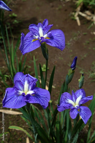 Rainy Violet