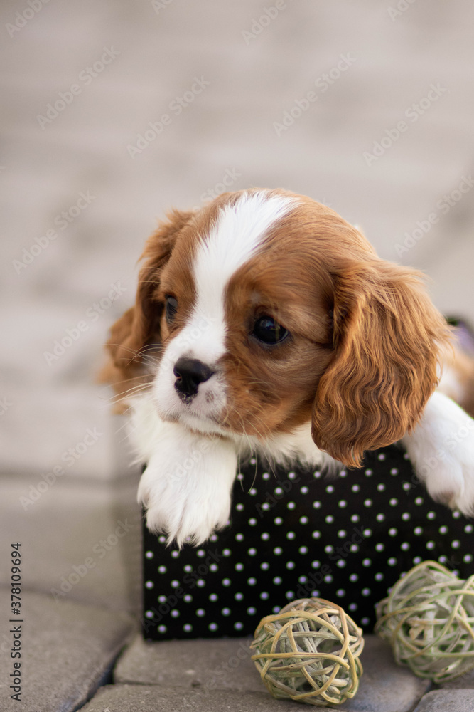 cavalier king charles spaniel cavalier king charles spaniel