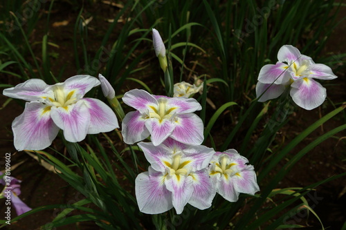 Rainy Violet
