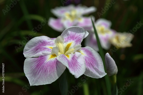Rainy Violet