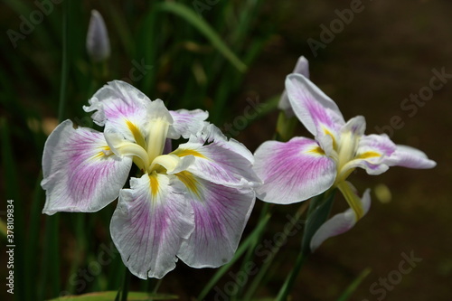 Rainy Violet