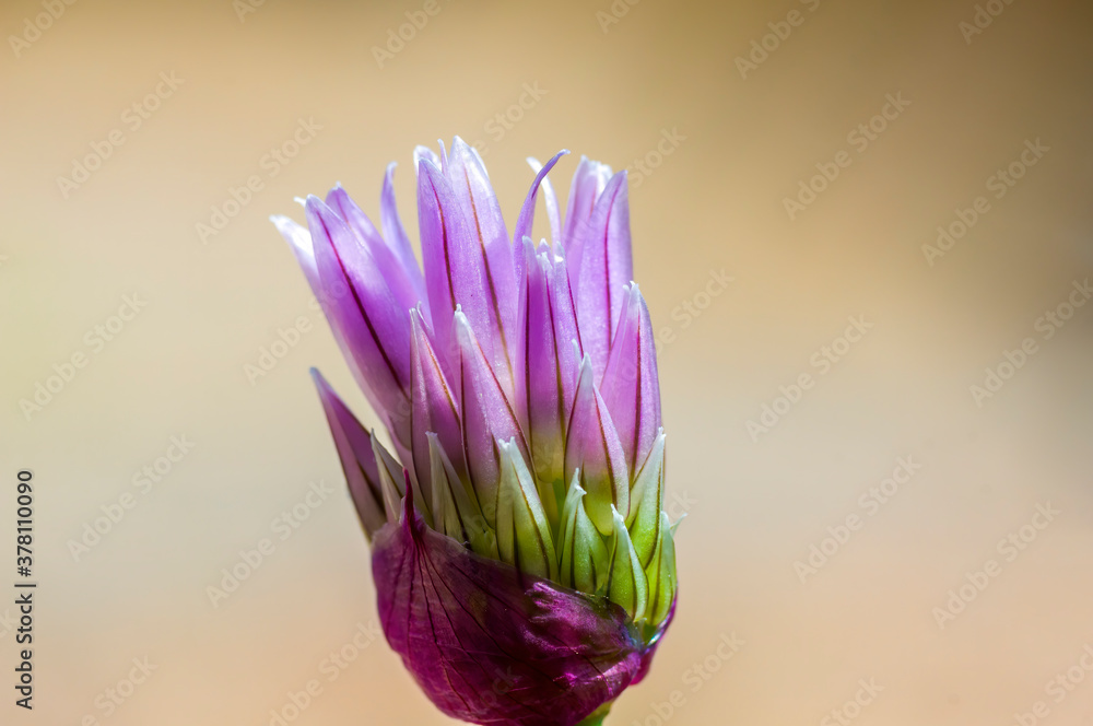 a soft flower blossom in a nature garden a soft flower blossom in a nature garden