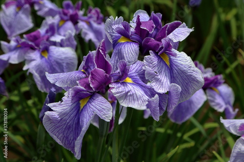 Rainy Violet