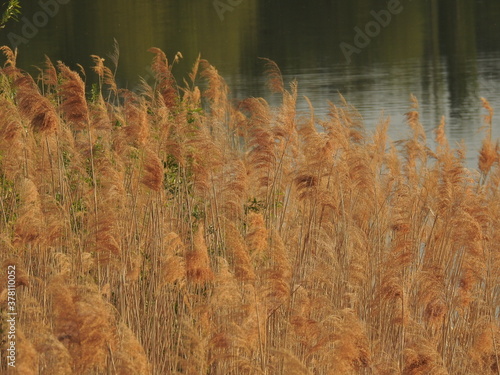 Lato nad wodą - trawy w ciepłych kolorach, tło