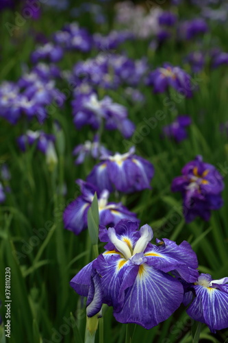 Rainy Violet