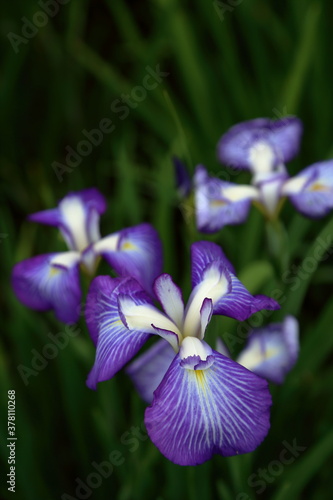 Rainy Violet