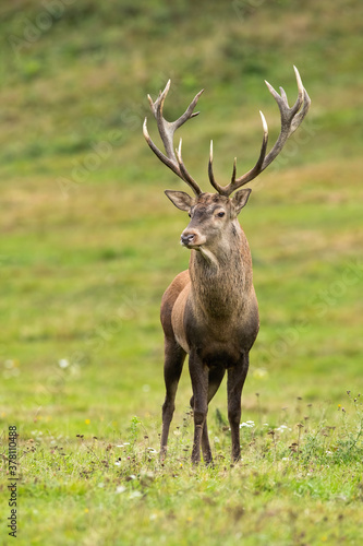Magnificent red deer, cervus elaphus, standing on meadow in nature from front view in vertical composition. Majestic stag with huge antlers observing on field in fall.