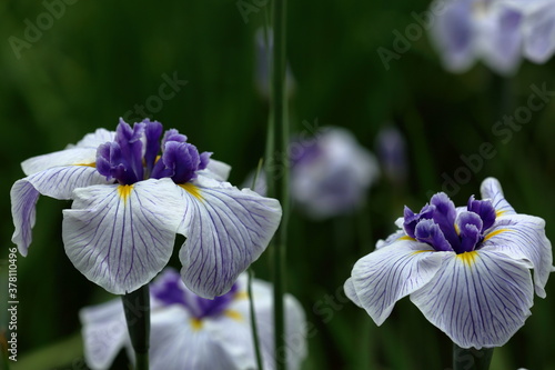 Rainy Violet