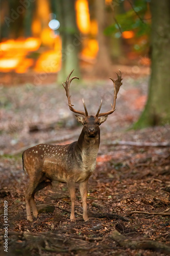 Fallow deer  dama dama  standing in forest in autumn nature at sunset. Wild spotted mammal looking to the camera in woodland. Animal with huge antlers watching on leafs in fall.