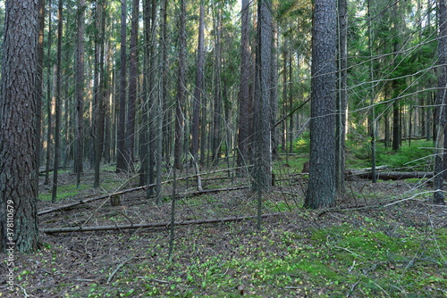 Morning sunlight on the trunks of fir trees in the dry coniferous forest at dawn