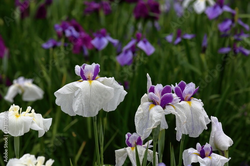 Rainy Violet