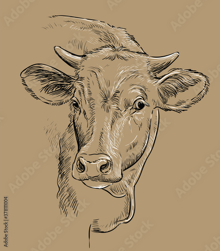 Head of beauty cow drawing illustration brown