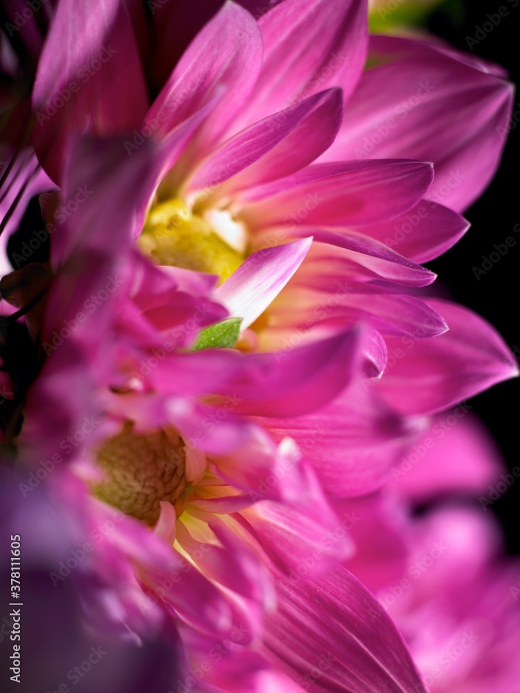 Naklejka premium Flower