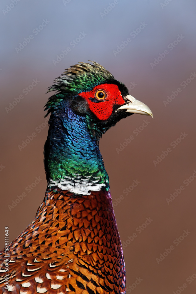 Ring-necked pheasant, phasianus colchicus, in detail looking around in sunny nature. Colorful bird head observing in autumn. Wild animal with blue and green feather.