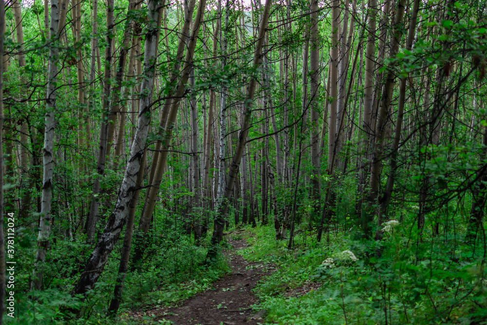 path between many tree trunks, birches in a green forest path between many tree trunks, birches in a green forest