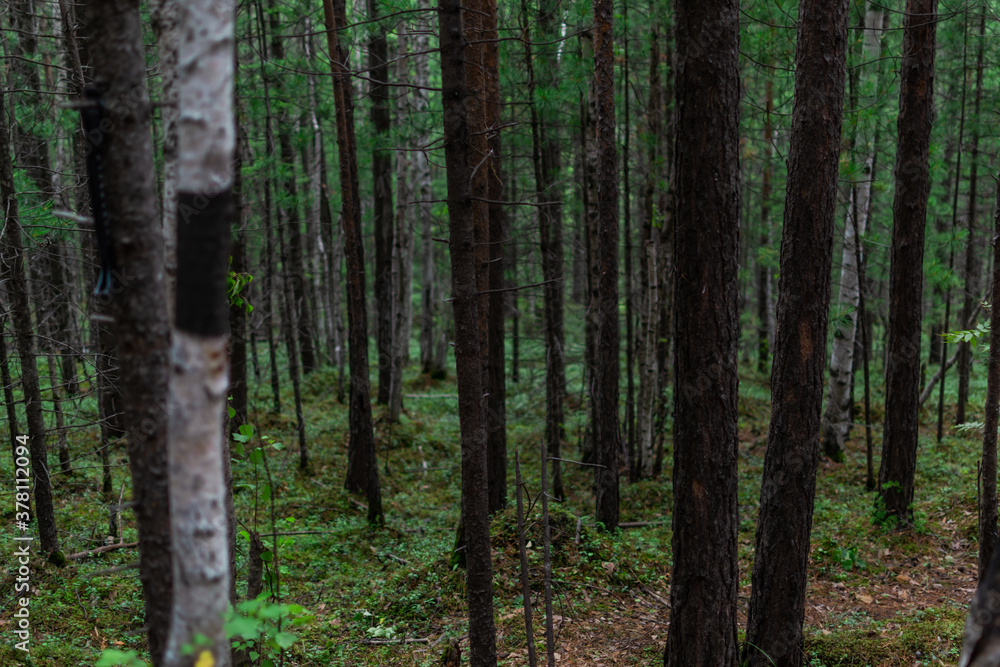 many tree trunks, birches, conifers in a green Siberian forest many tree trunks, birches, conifers in a green Siberian forest